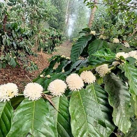 Hotel Coorg Kolamotte Gonikoppal Zewnętrze zdjęcie