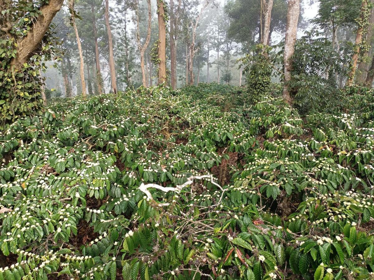 Hotel Coorg Kolamotte Gonikoppal Zewnętrze zdjęcie
