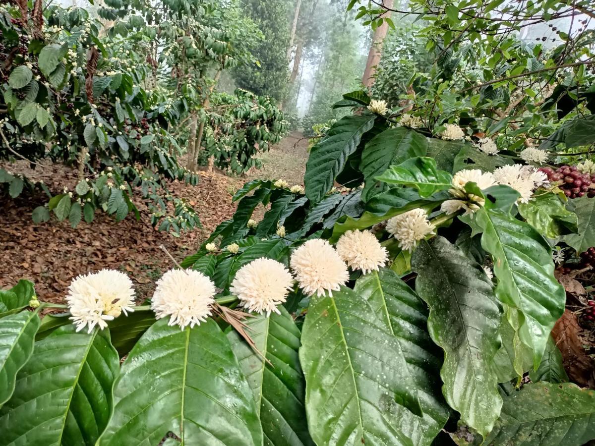 Hotel Coorg Kolamotte Gonikoppal Zewnętrze zdjęcie