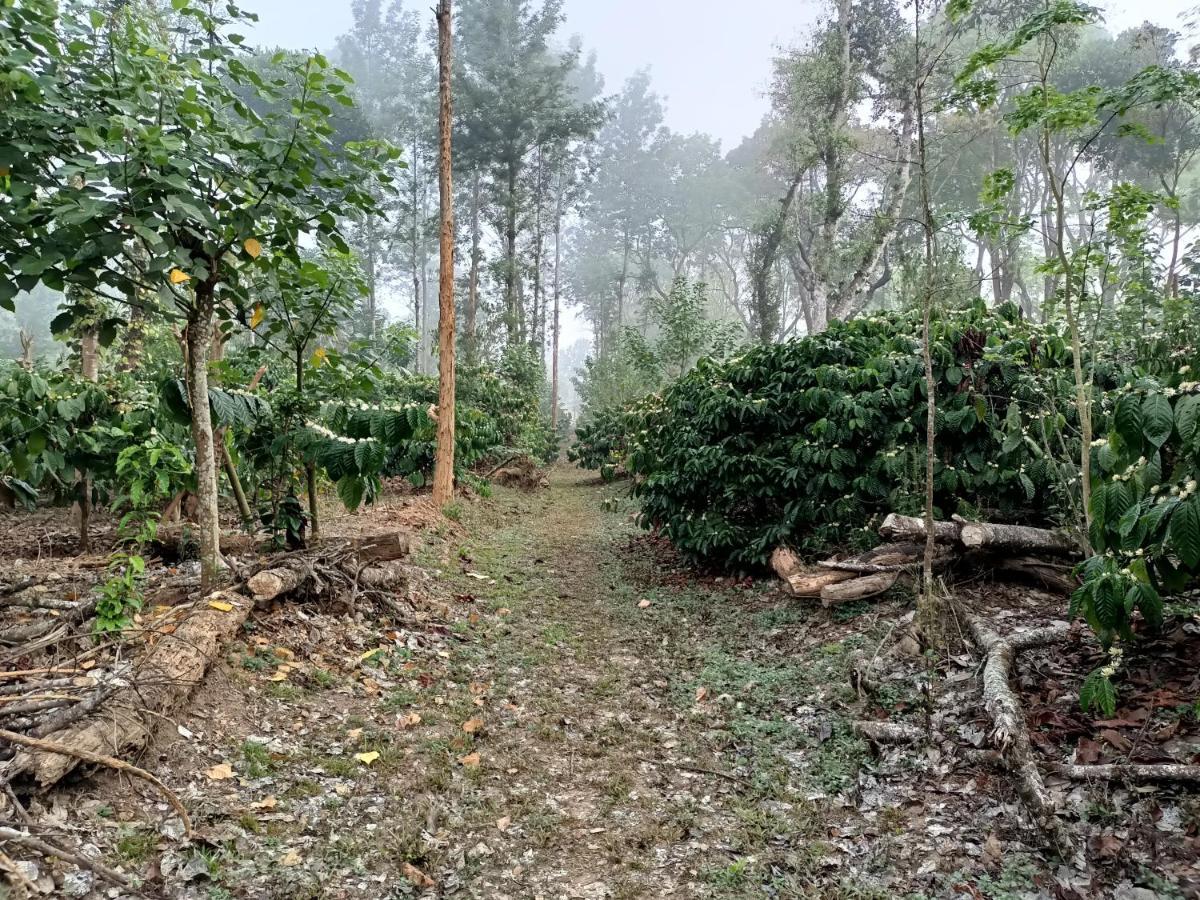 Hotel Coorg Kolamotte Gonikoppal Zewnętrze zdjęcie