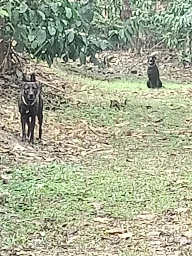 Hotel Coorg Kolamotte Gonikoppal Zewnętrze zdjęcie